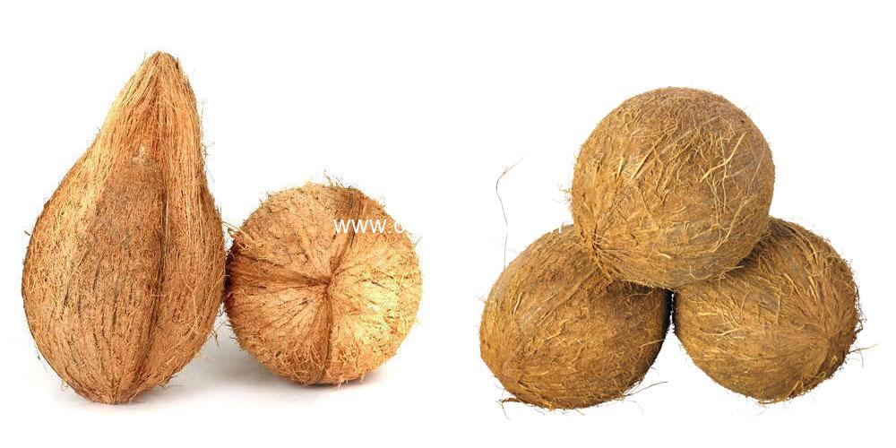 Semi Husked Coconut