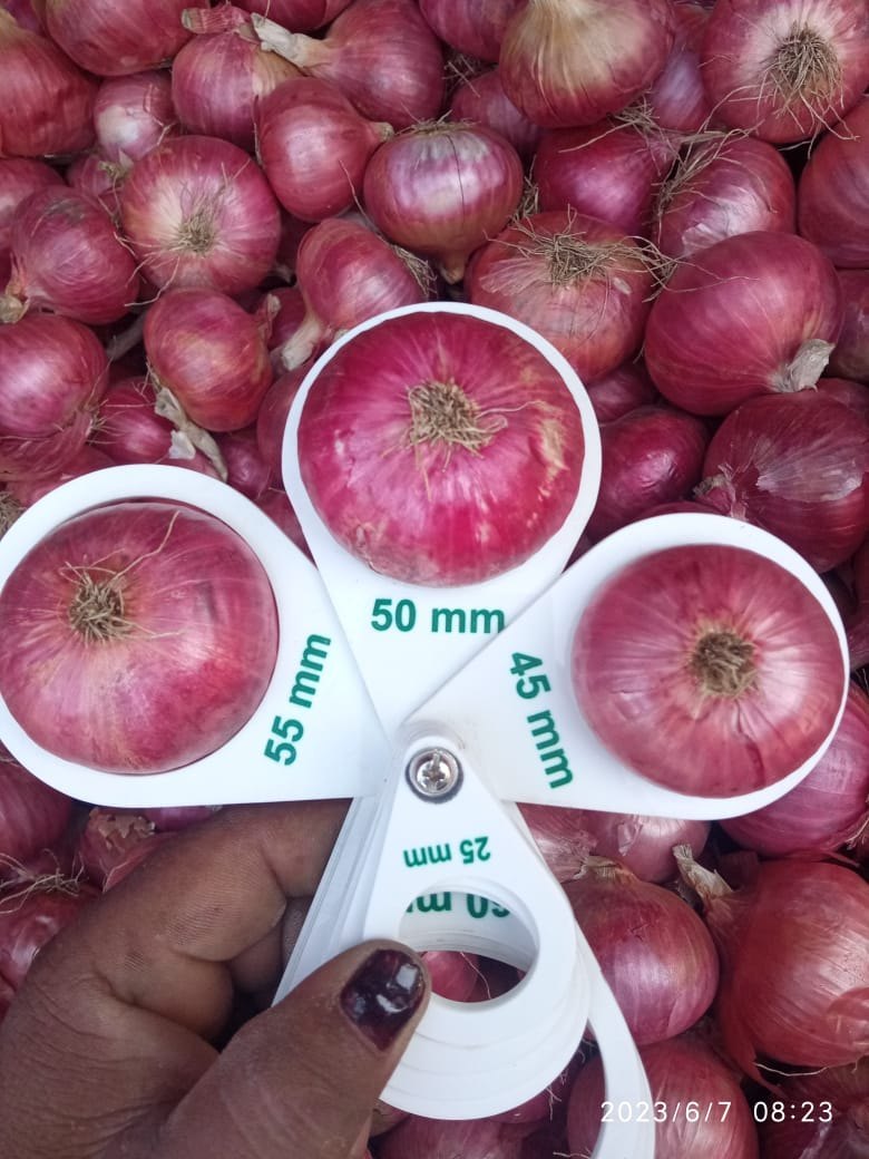Onion