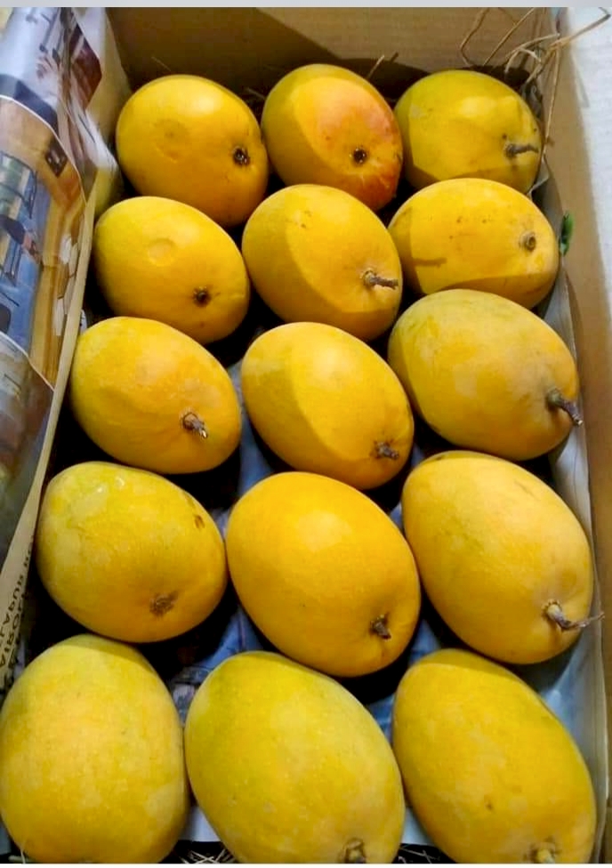 Alphonso Mango
